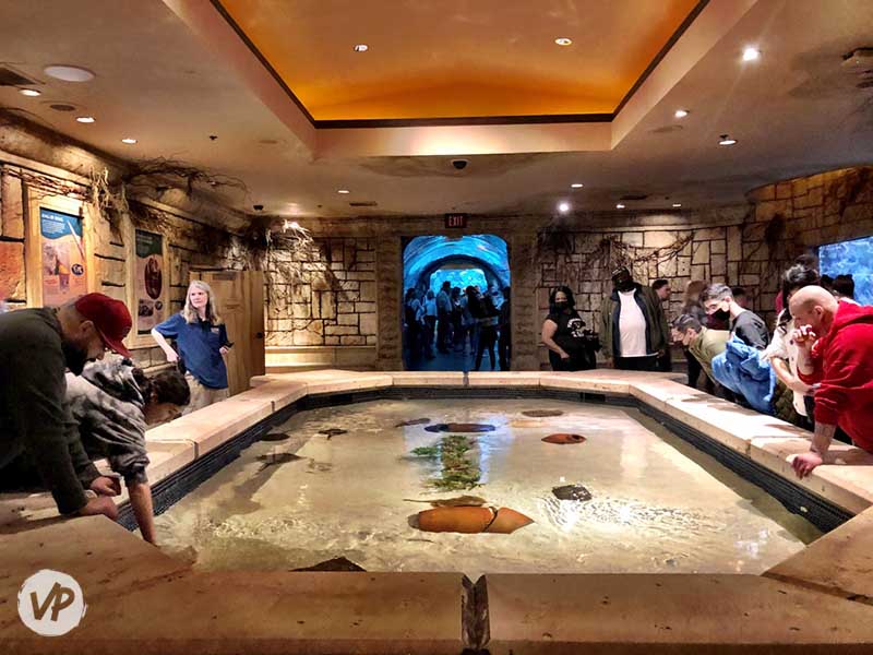 A photo of guests touching stingrays