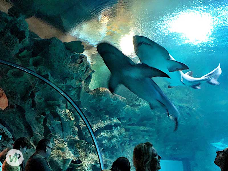 Shark Reef Aquarium Review: Is It Worth Going? - Vegas Primer