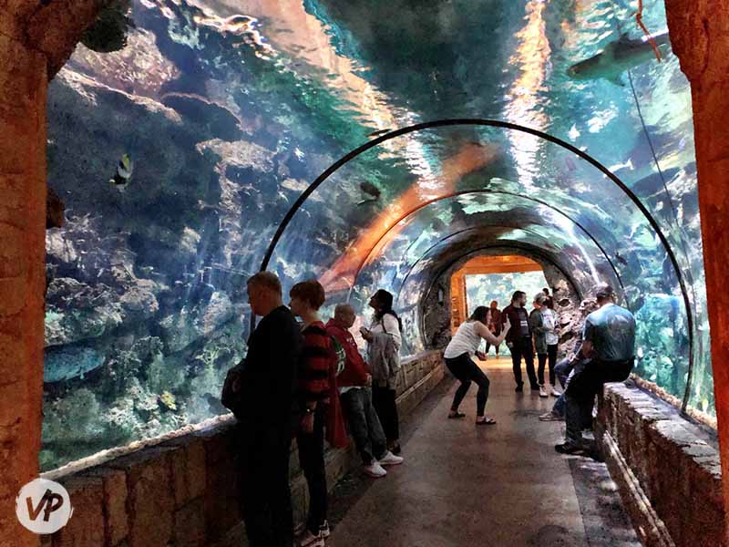 Fish and sharks swim over guests inside the Las Vegas aquarium