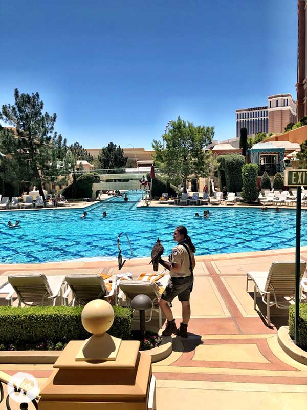 A hawk rests on a falconer's arm near the Wynn pool