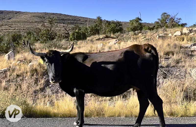 Cattle crossing the road
