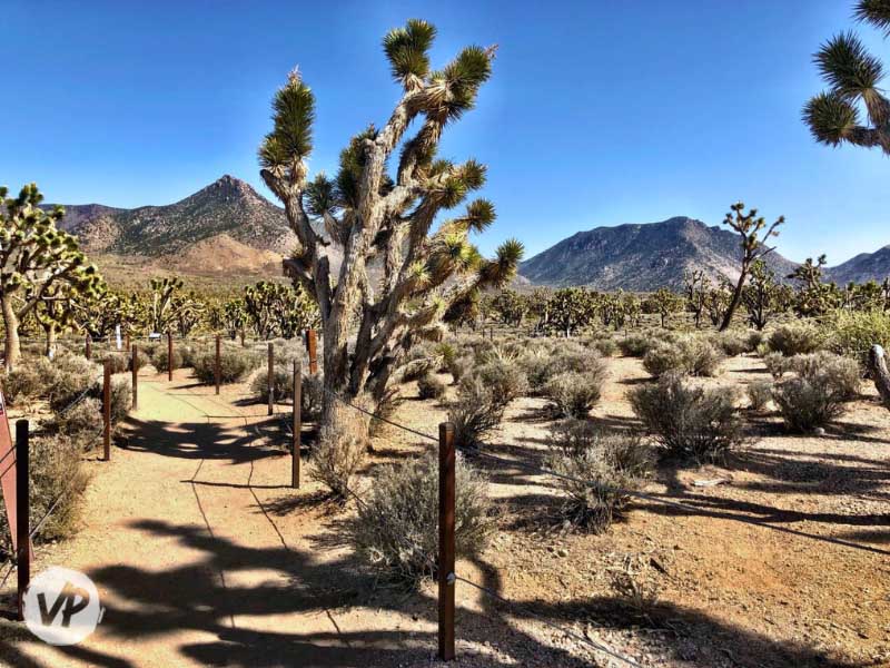 Picture of a Joshua Tree forest